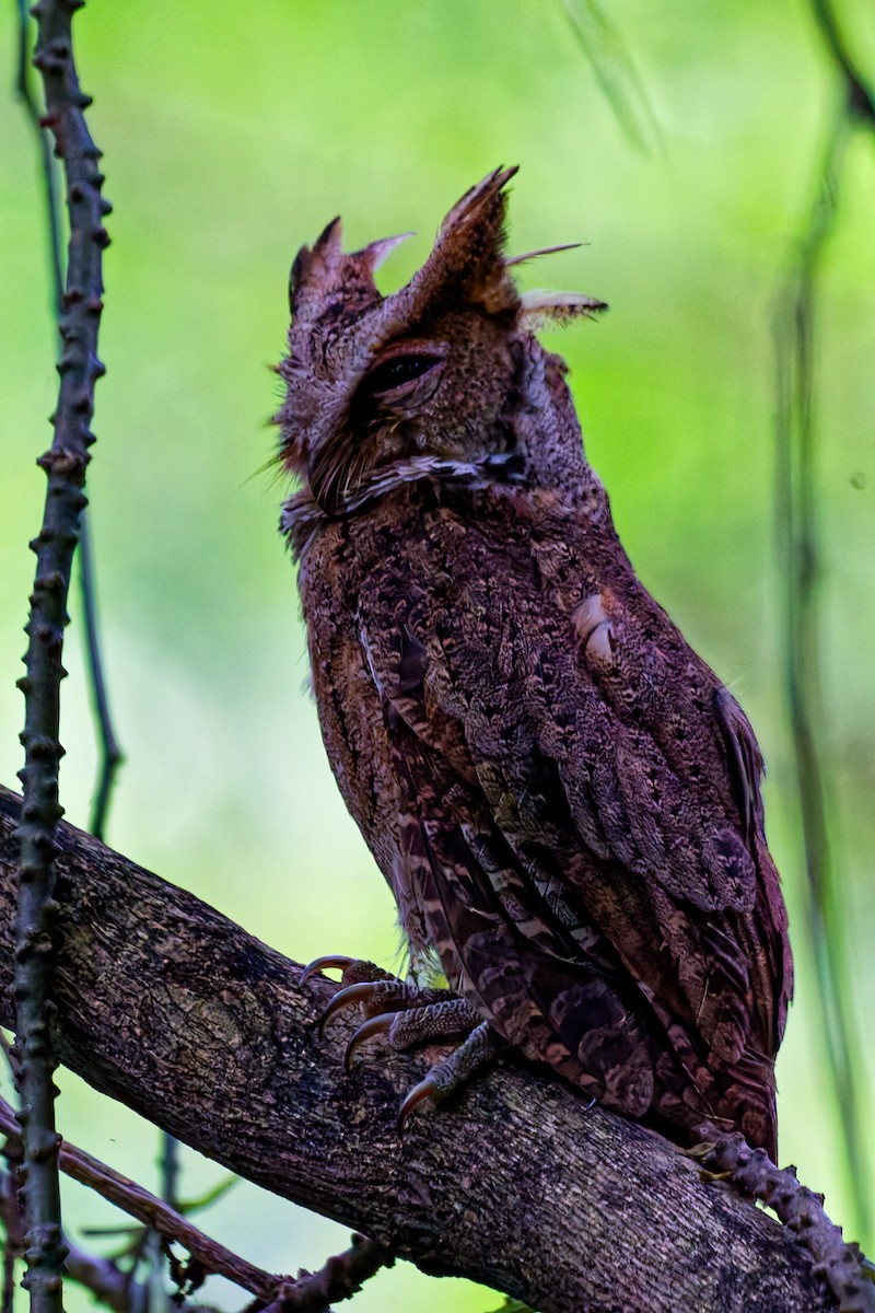 Philippine Scops-Owl - ML646879649