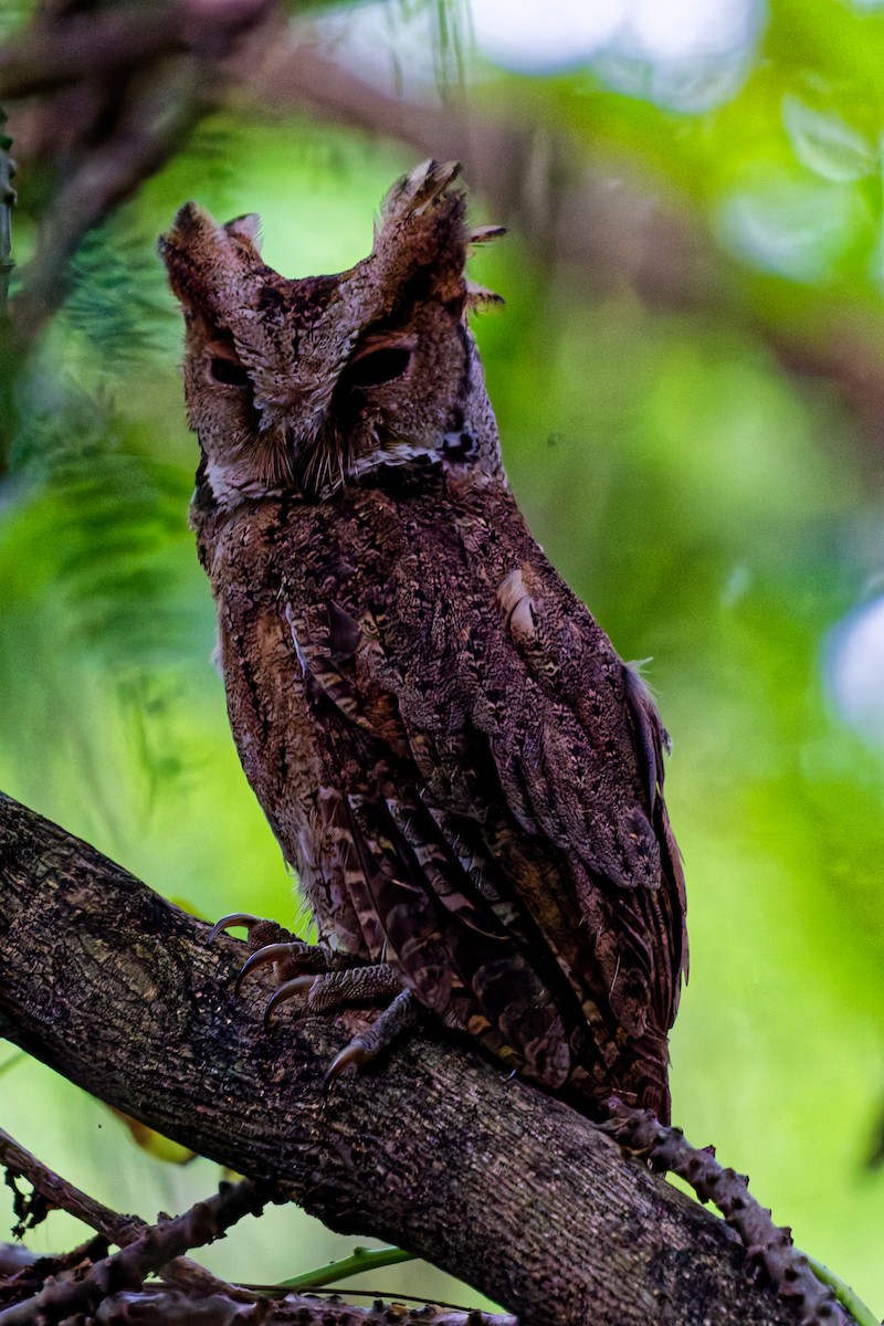 Philippine Scops-Owl - ML646879650
