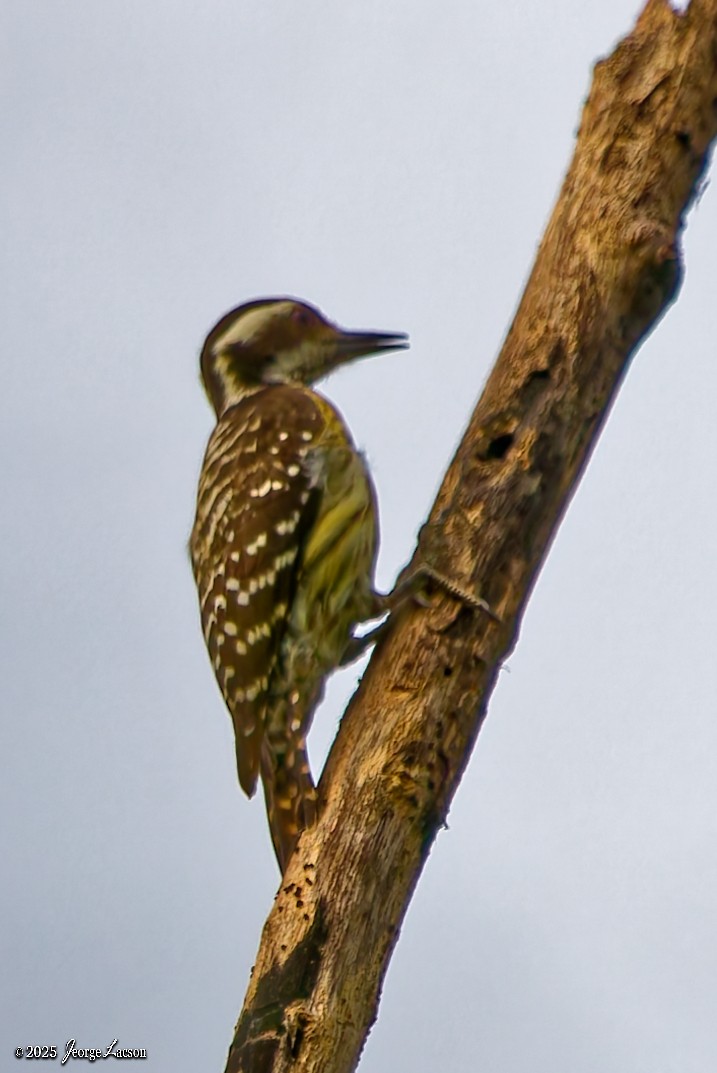 Philippine Pygmy Woodpecker - ML646879653