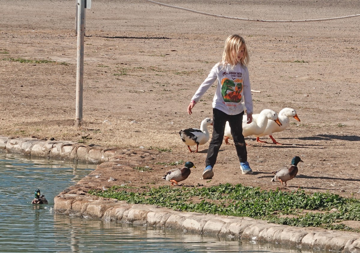 Anatra germanata - ML646879655