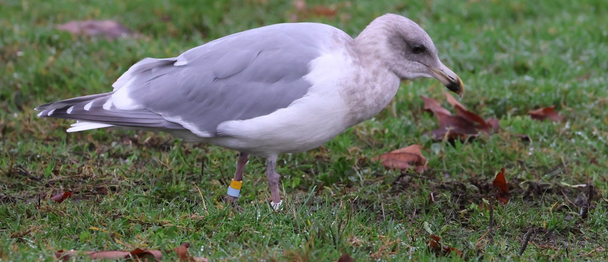 Glaucous-winged Gull - ML646879656
