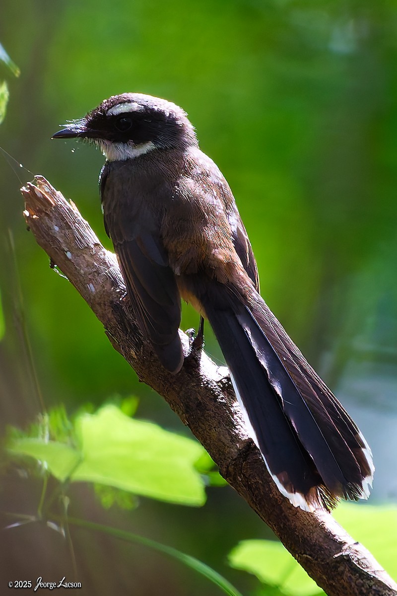 Philippine Pied-Fantail - ML646879662