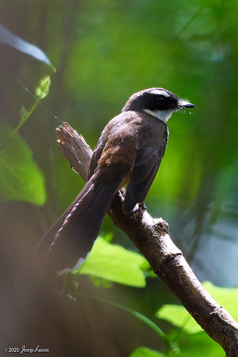 Philippine Pied-Fantail - ML646879663