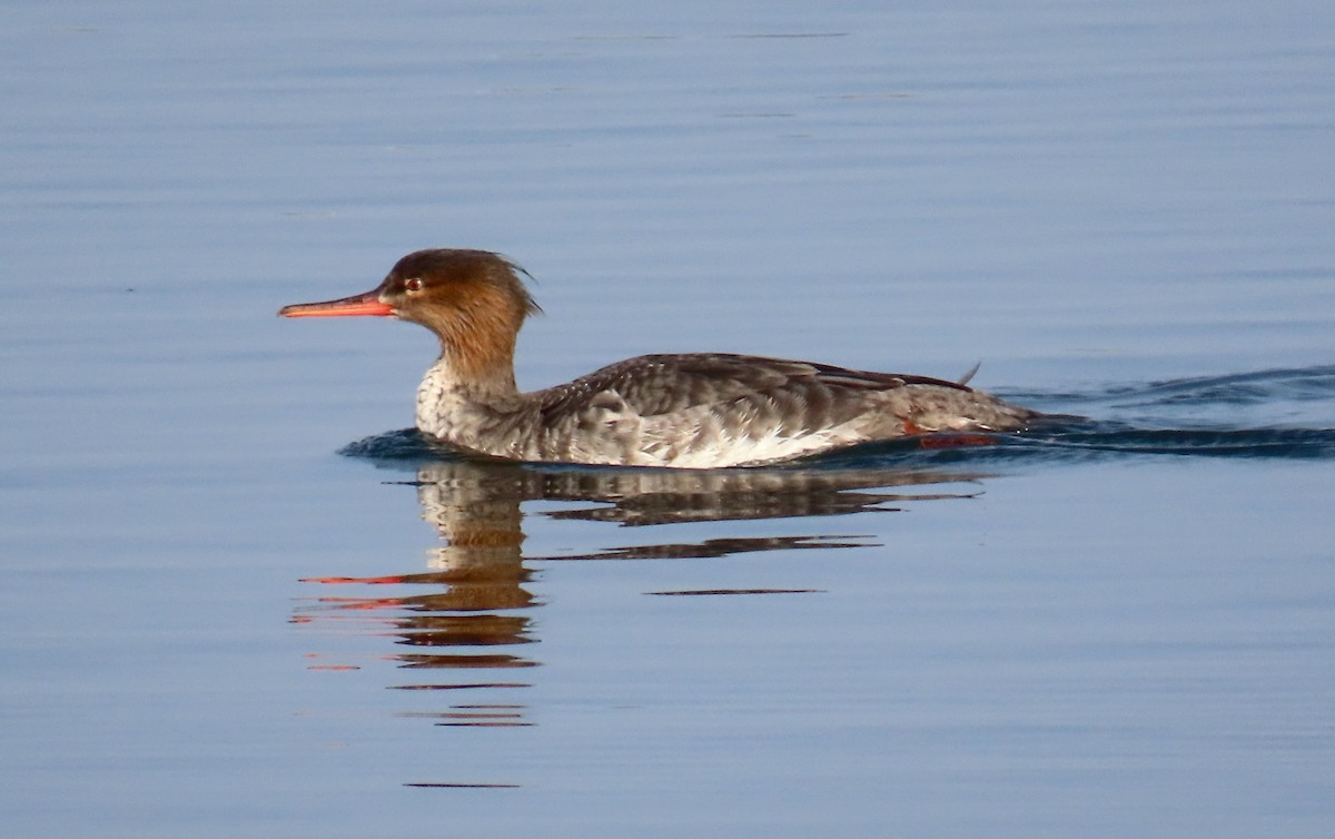 Harle huppé - ML646879664