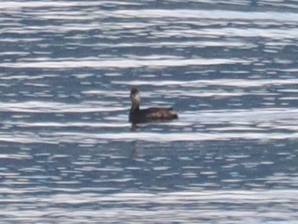 Txilinporta mokolodia - ML646879666