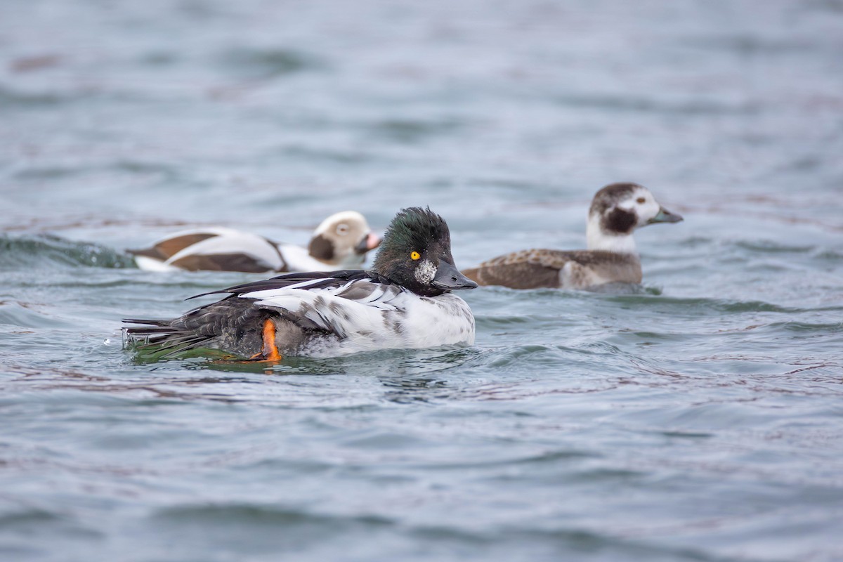 Common Goldeneye - ML646879668