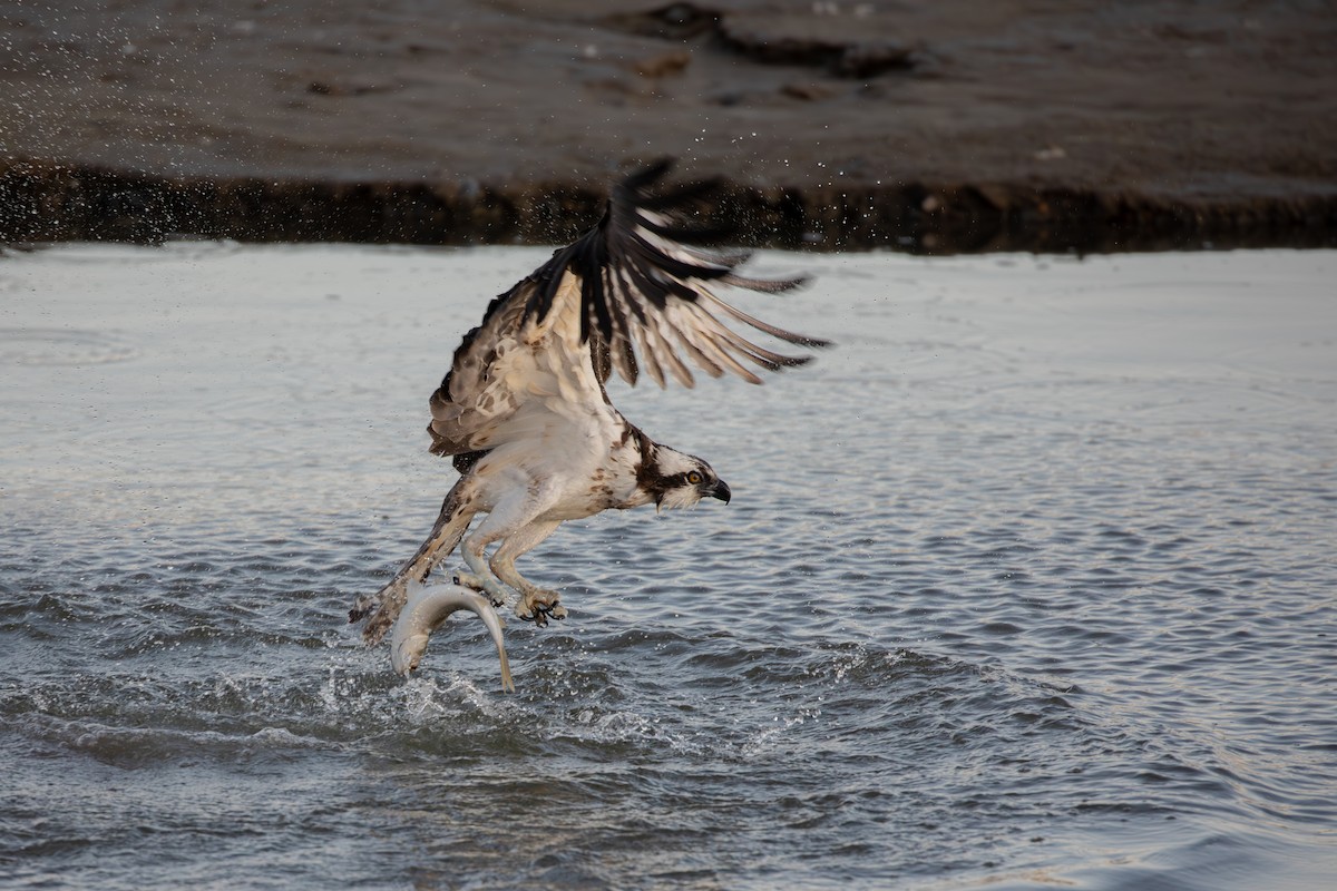 Osprey (American) - ML646879669