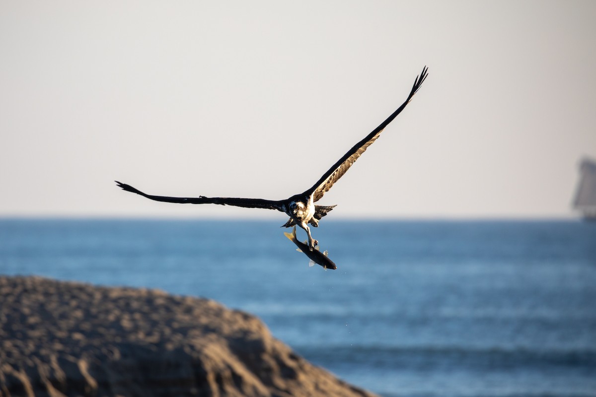 Osprey (American) - ML646879671