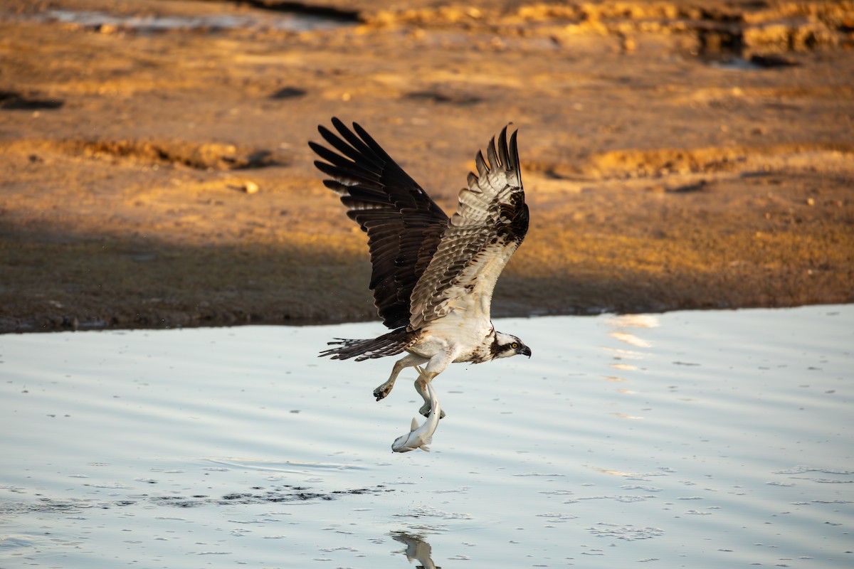 Osprey (American) - ML646879672