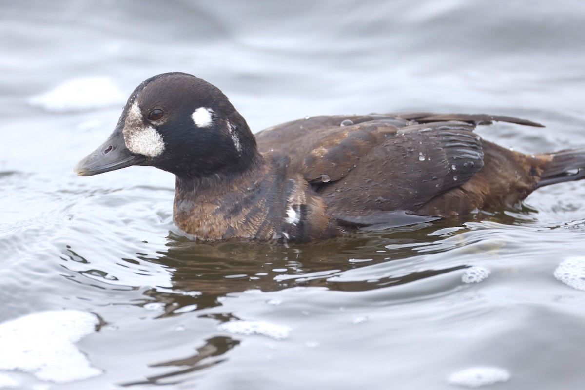 Palyaço Ördeği - ML646879673