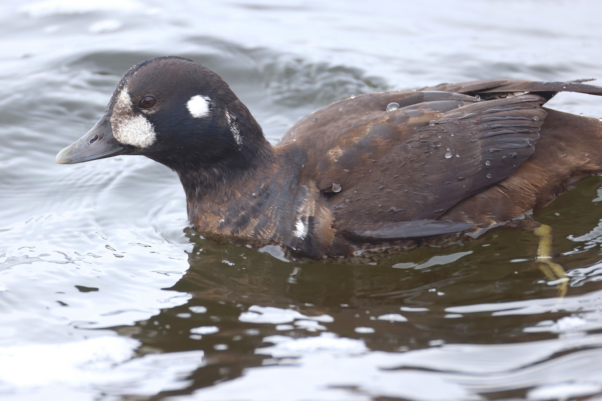 Palyaço Ördeği - ML646879674