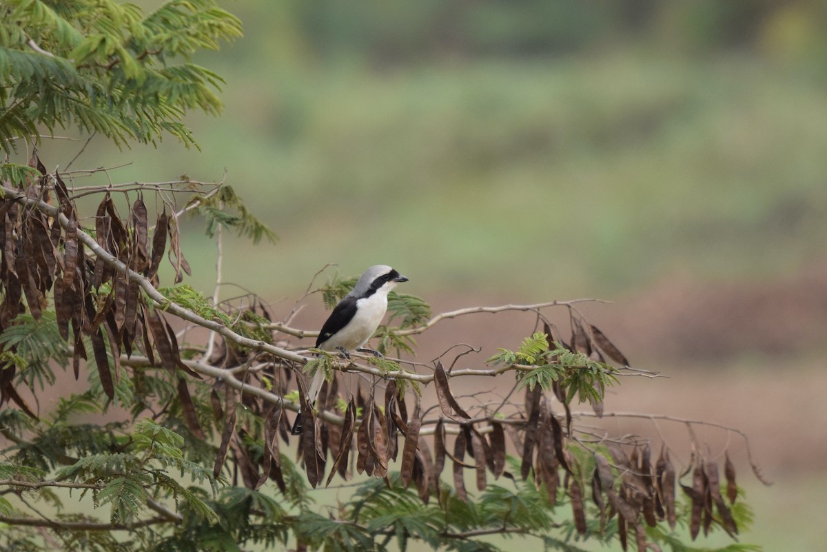 Gray-backed Fiscal - ML646879675
