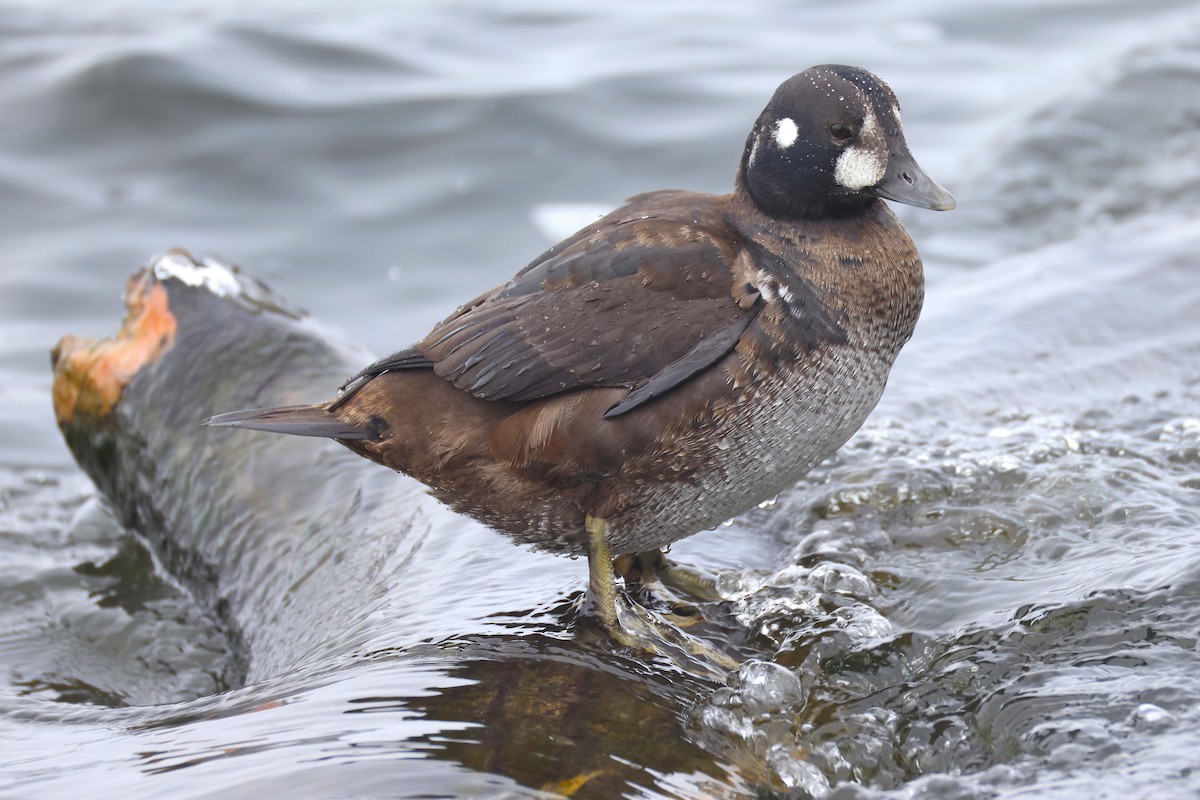 Palyaço Ördeği - ML646879676