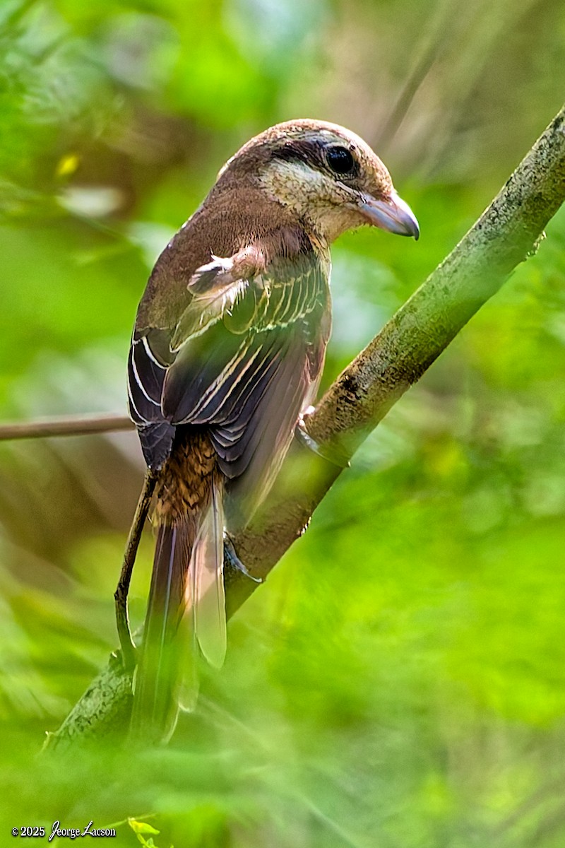 Antzandobi arrea - ML646879677