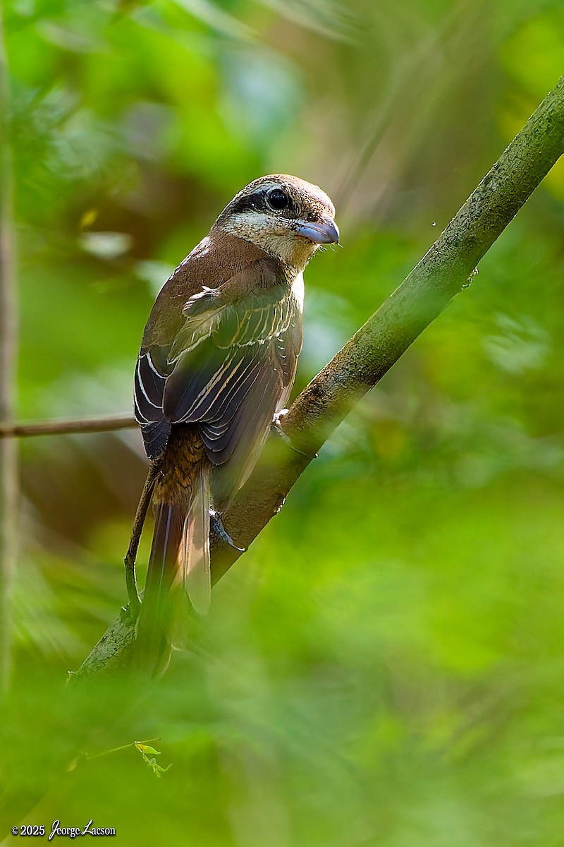 Antzandobi arrea - ML646879678