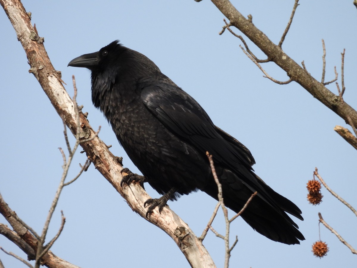 Ворон - ML646879689