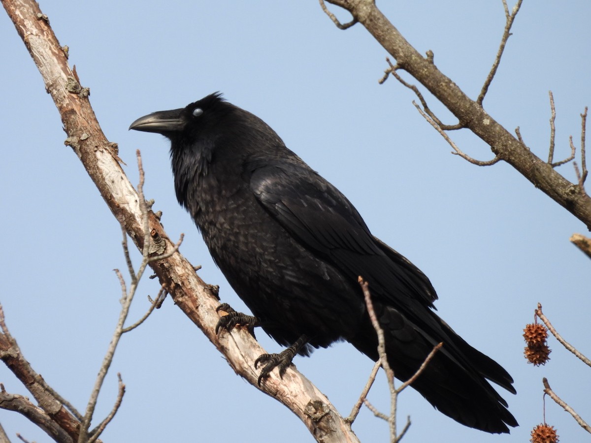 Ворон - ML646879690