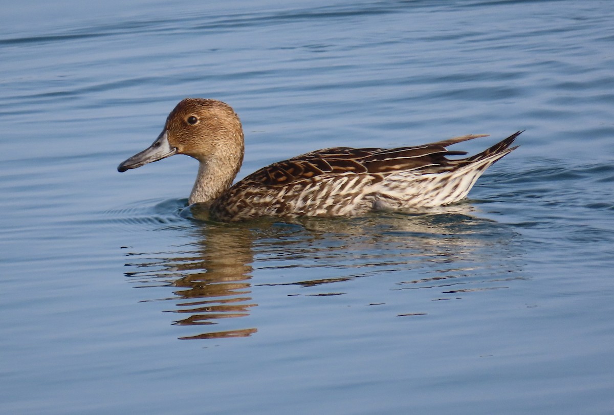 Canard pilet - ML646879691