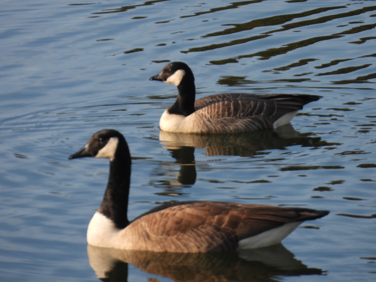 Oca canadese minore - ML646879692