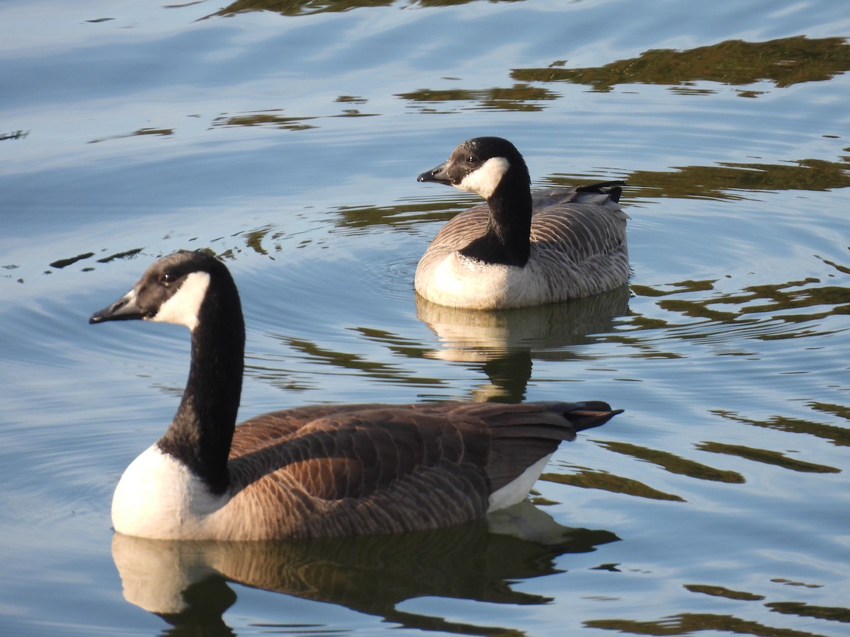 Oca canadese minore - ML646879693