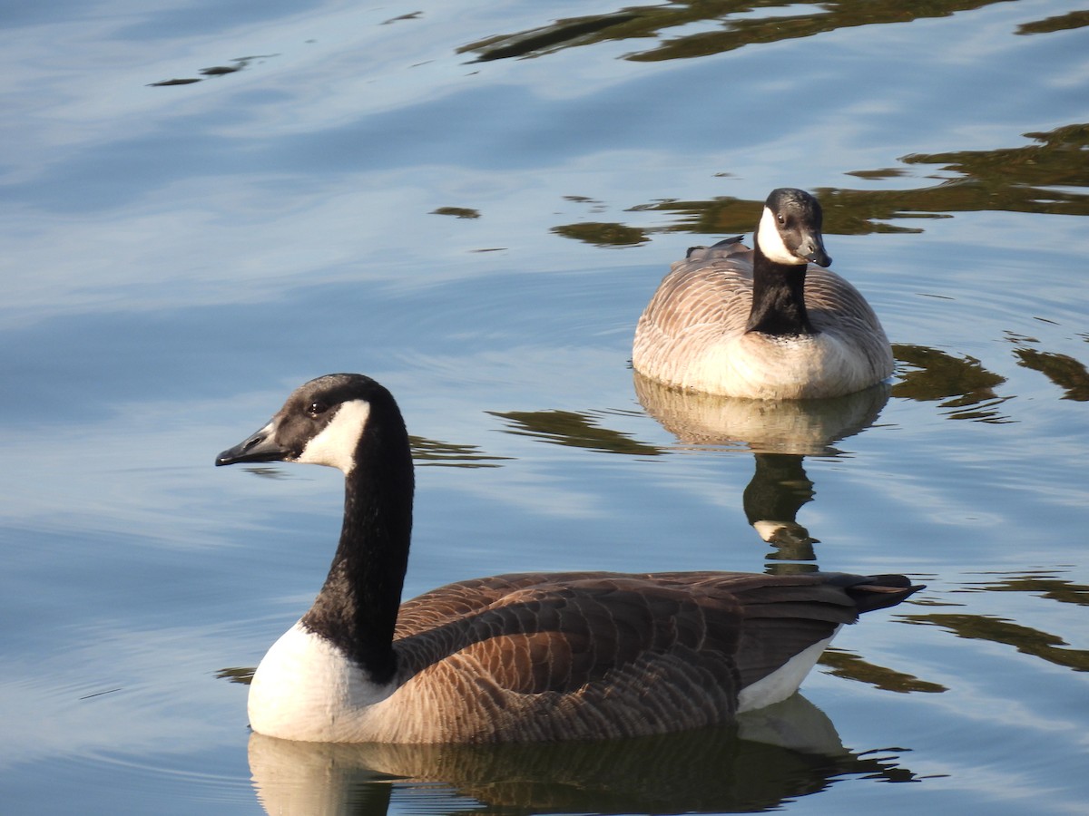 Oca canadese minore - ML646879694