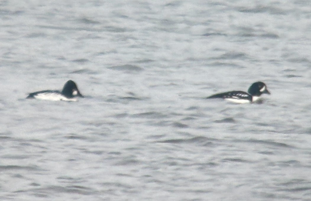 Barrow's Goldeneye - ML646879696