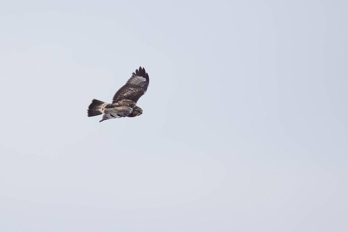 Rough-legged Hawk - ML646879697