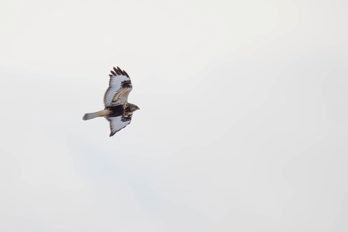 Rough-legged Hawk - ML646879698