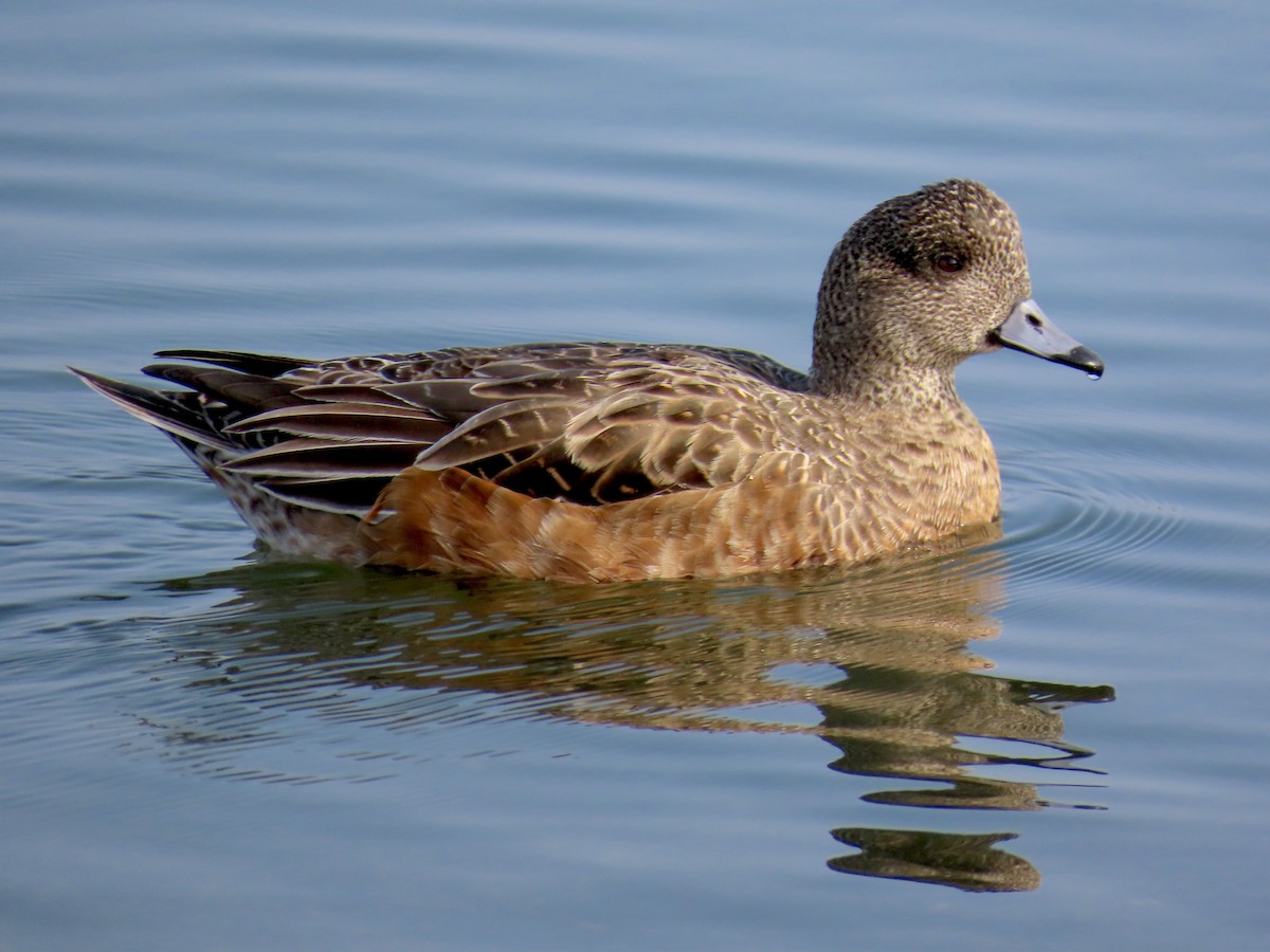 Canard d'Amérique - ML646879701