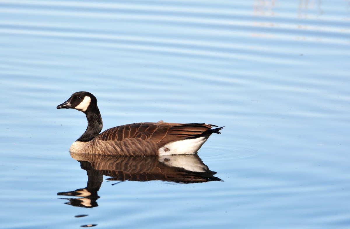 Canada Goose - ML646879704