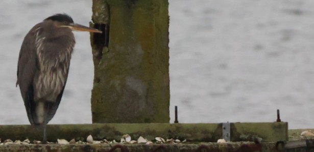 Great Blue Heron - ML646879705