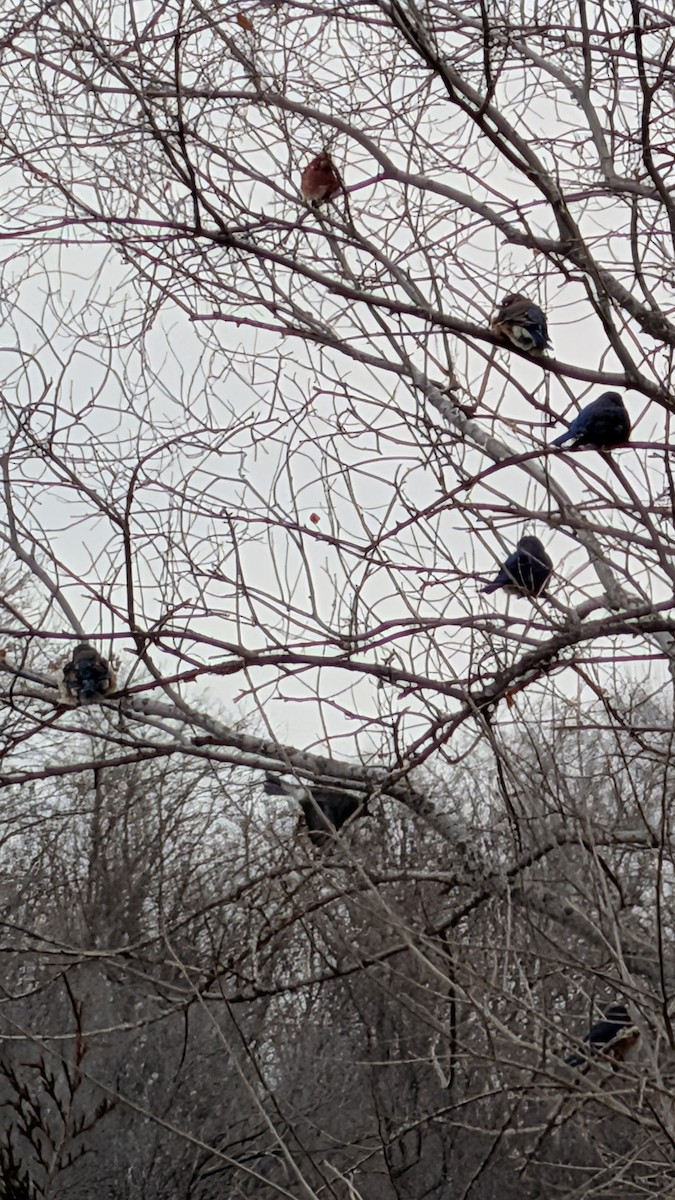 Eastern Bluebird - ML646879706