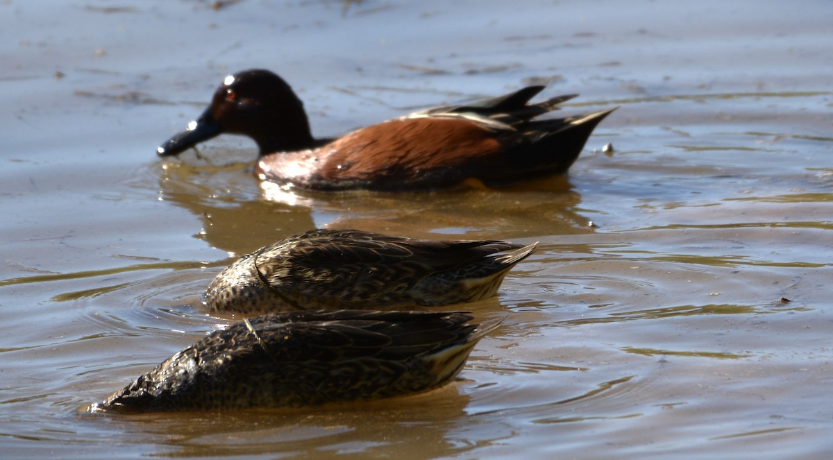 Cinnamon Teal - ML646879709