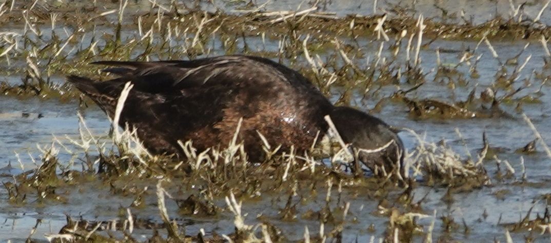 Mallard (Domestic type) - ML646879712