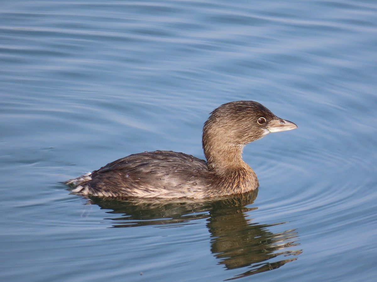 Grèbe à bec bigarré - ML646879714