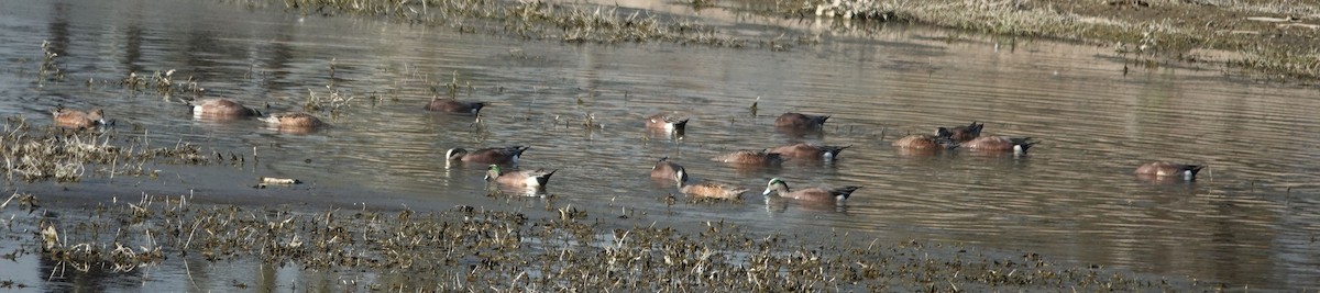 American Wigeon - ML646879715