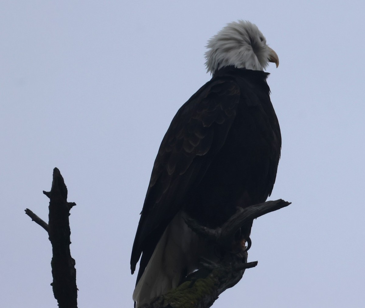 Bald Eagle - ML646879716