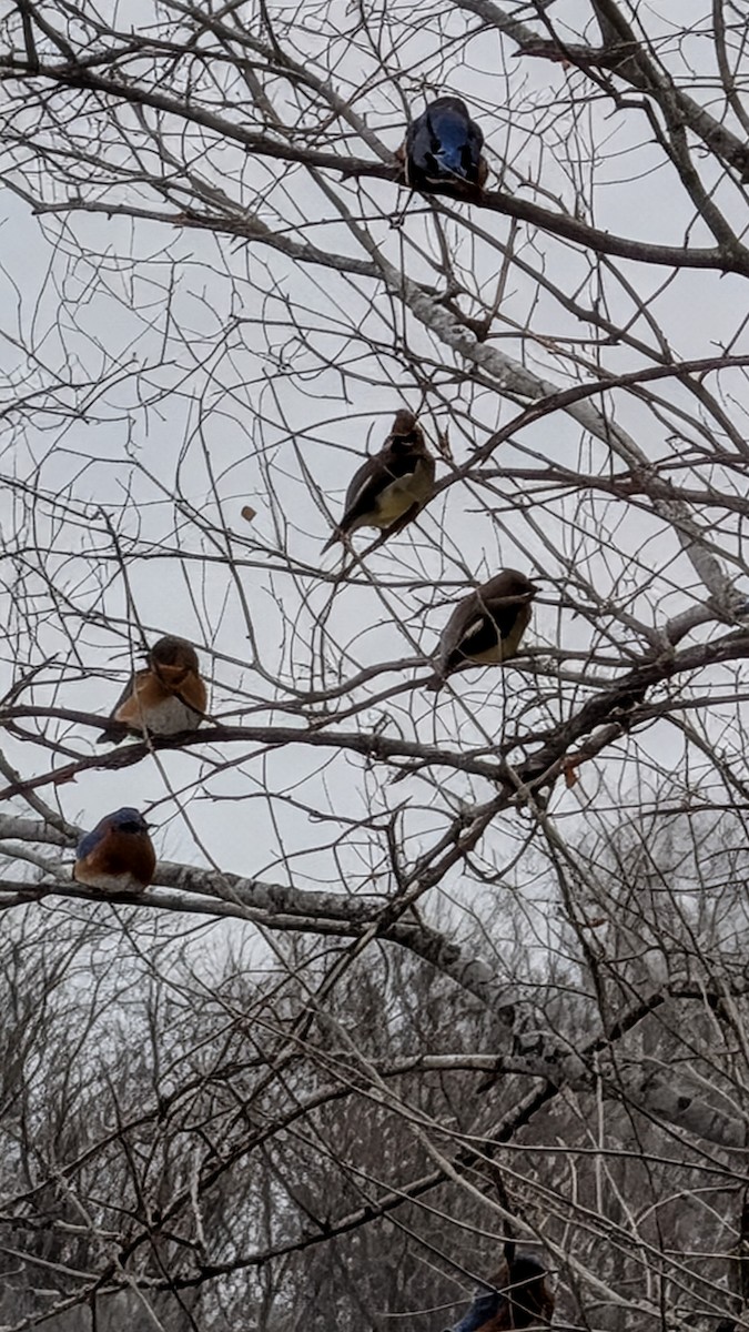 Jaseur d'Amérique - ML646879717