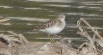 Least Sandpiper - ML646879723