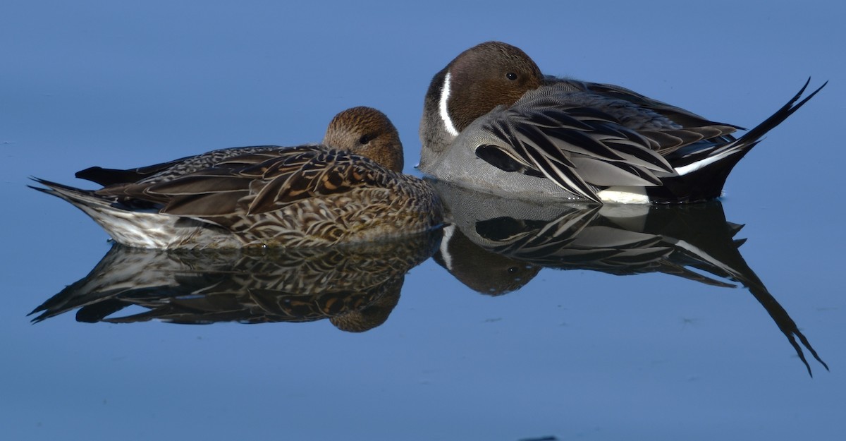 Northern Pintail - ML646879724