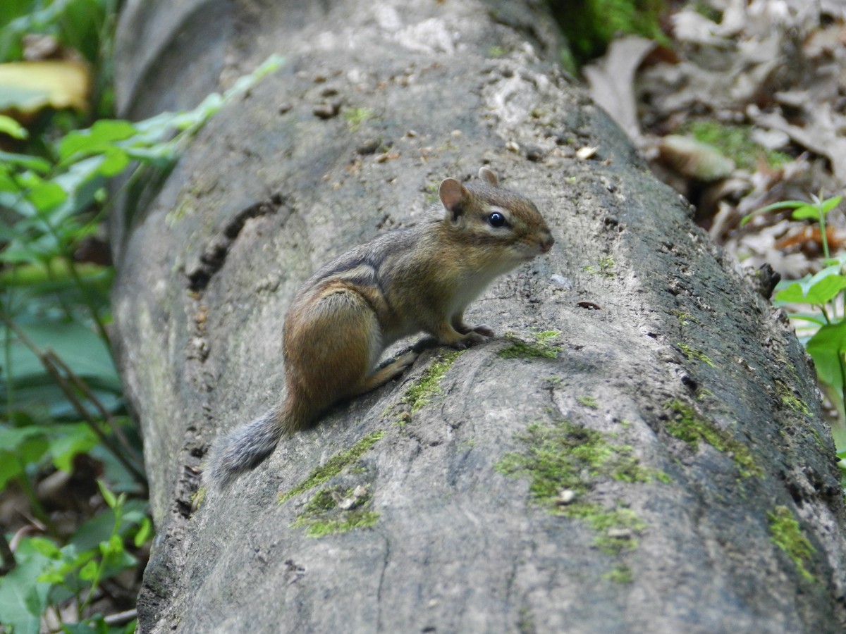 Eastern Chipmunk - ML646879730