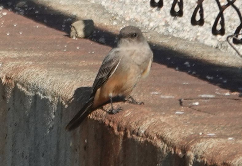 Say's Phoebe - ML646879732