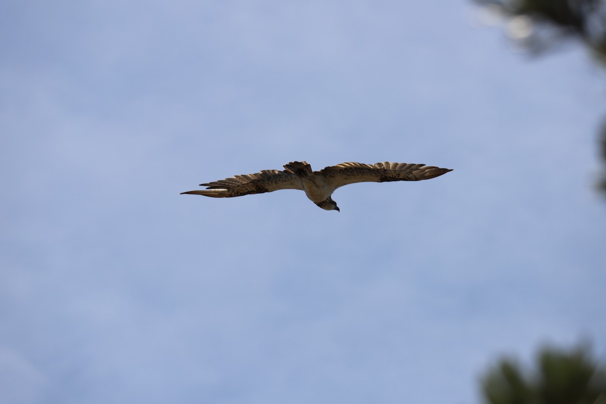 Osprey - ML646879735