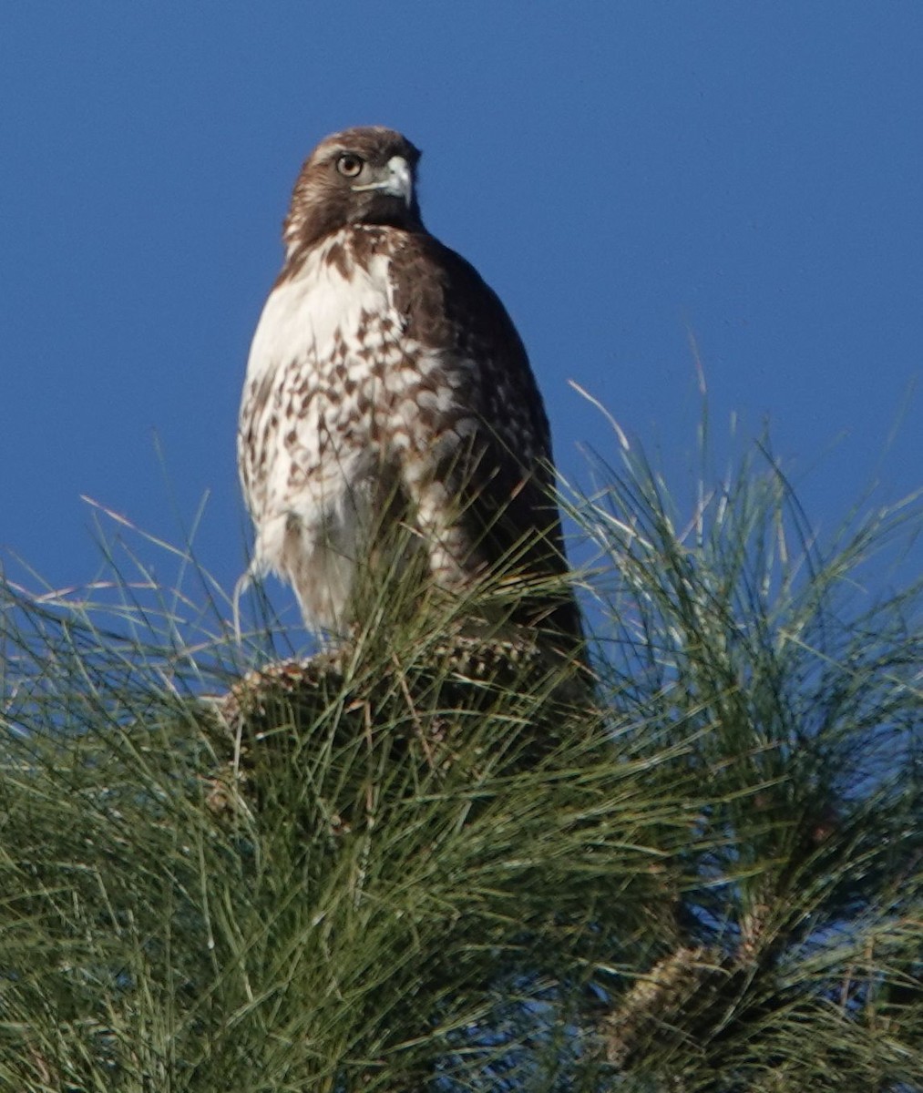 Red-tailed Hawk (calurus/alascensis) - ML646879736
