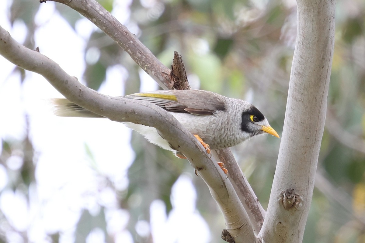 Черношапочная манорина - ML646879737