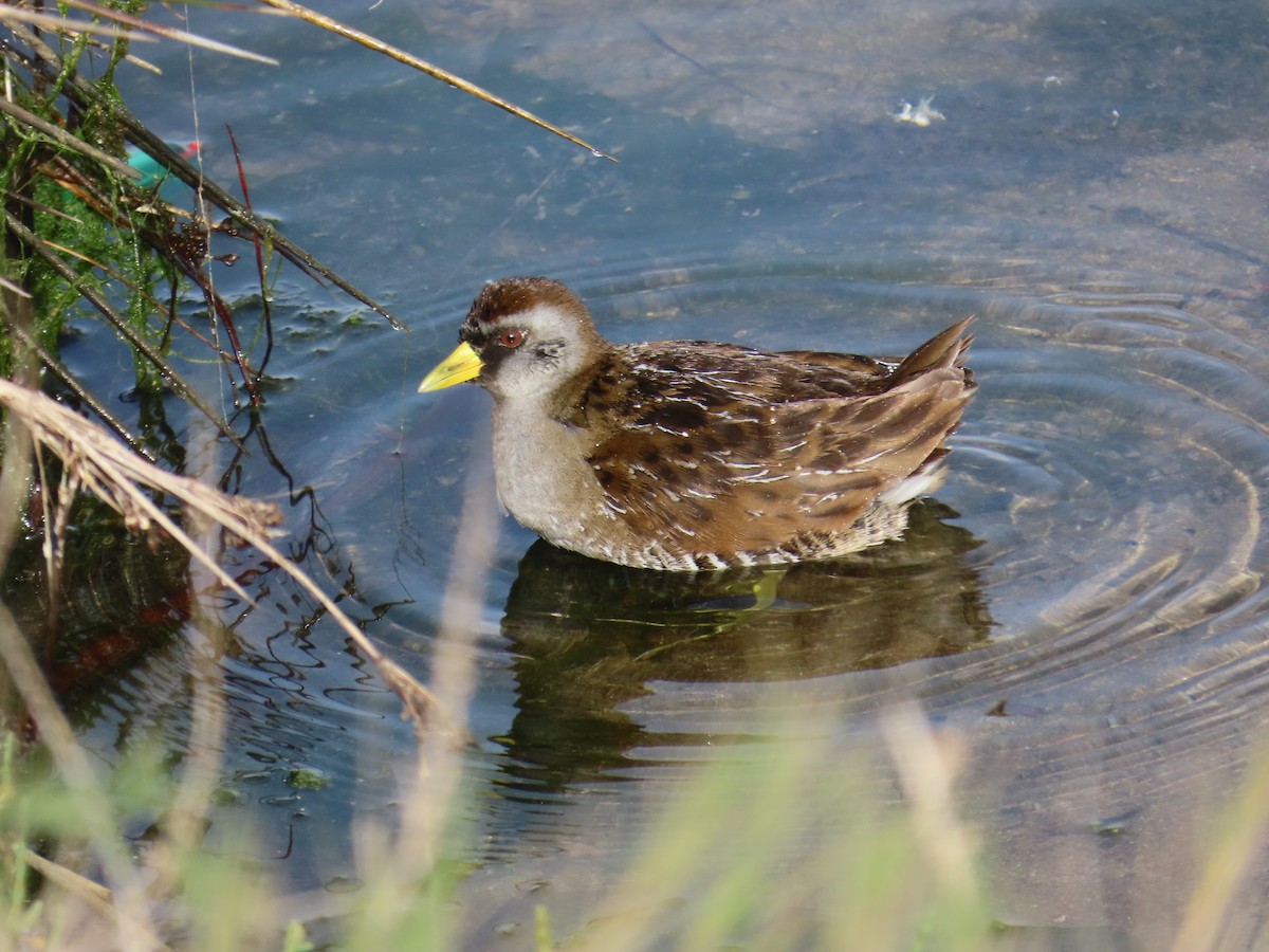 Marouette de Caroline - ML646879738