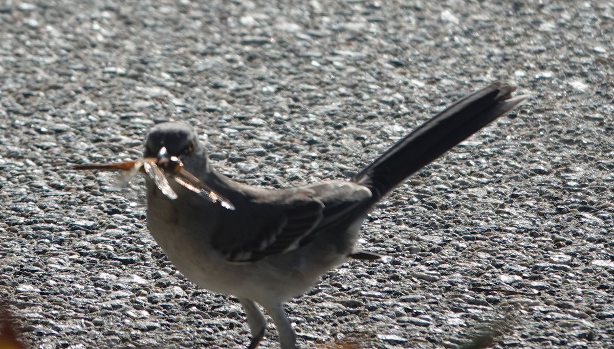 Northern Mockingbird - ML646879739