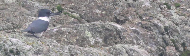 rybařík pruhoprsý - ML646879740