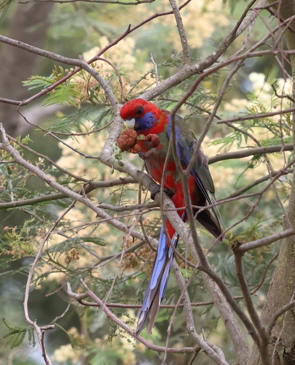 Синещёкая розелла - ML646879742