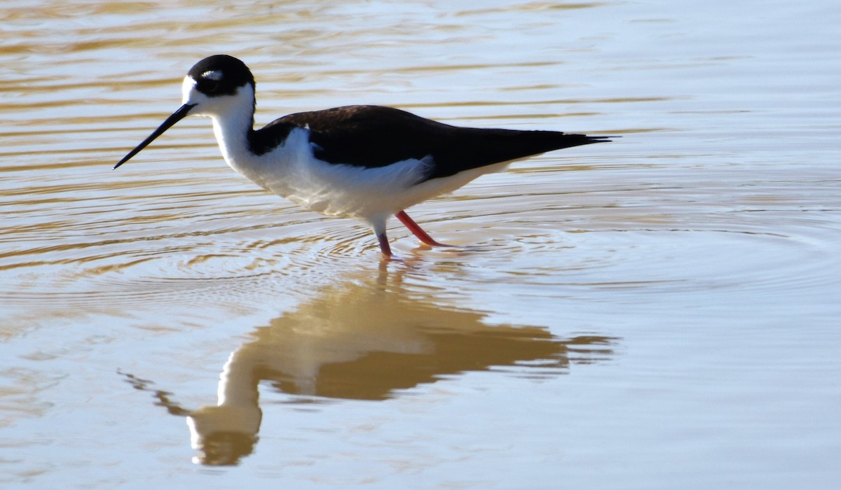 Black-necked Stilt - ML646879743